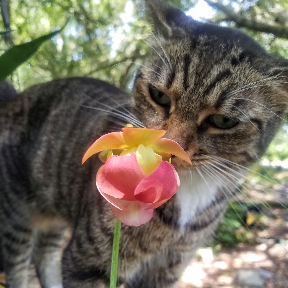 Gabby with pitcher plant bloom
